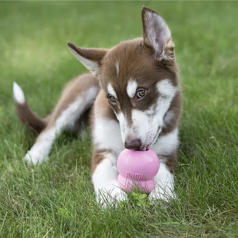 Easy Treat Puppy
